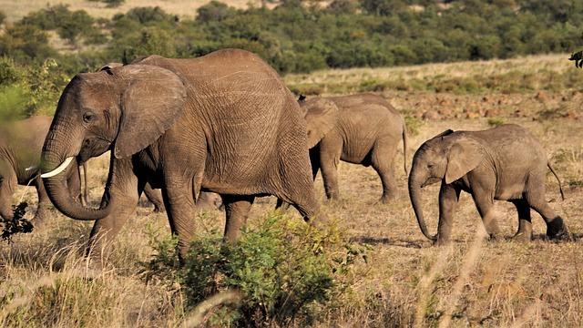 Poor rains enough to support Ivory Coast’s mid-crop, farmers say – Reuters