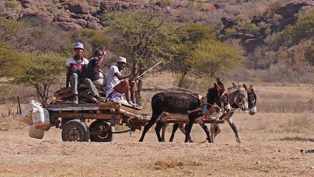 Botswana Hunting Revenues Surge Despite UK Opposition – Africa.com