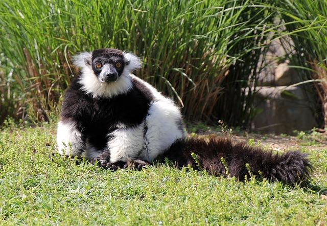 Assessing the Biodiversity Impact of Madagascar's Unique Ecosystems