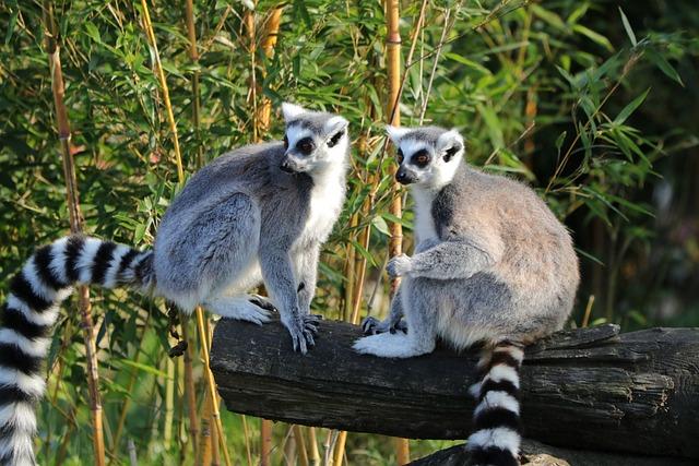 Madagascar : Medef International delegation expected in Antananarivo during Macron’s trip – Africa Intelligence