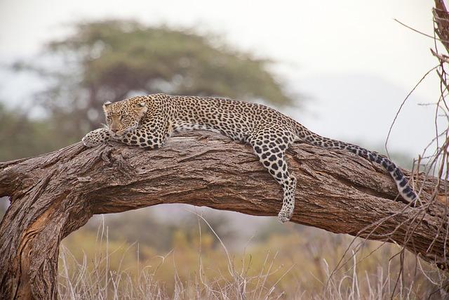 Kenya Hosts Conference to Mobilize Climate Finance for Africa – ኢዜአ