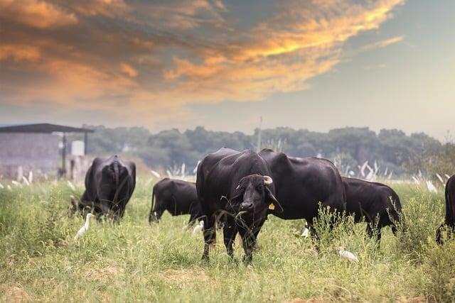 Paraguay's⁢ Strategic⁣ Move into the Moroccan Cattle Market