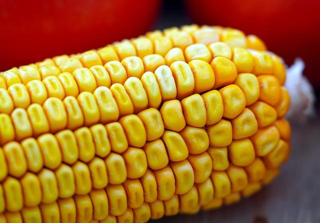 Bayer Opens Maize Seed Facility in Zambia to Support Food Security for about 30 Million People – Krishak Jagat English