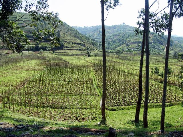 Rwanda’s Growing Role in the Central African Republic – Crisis Group