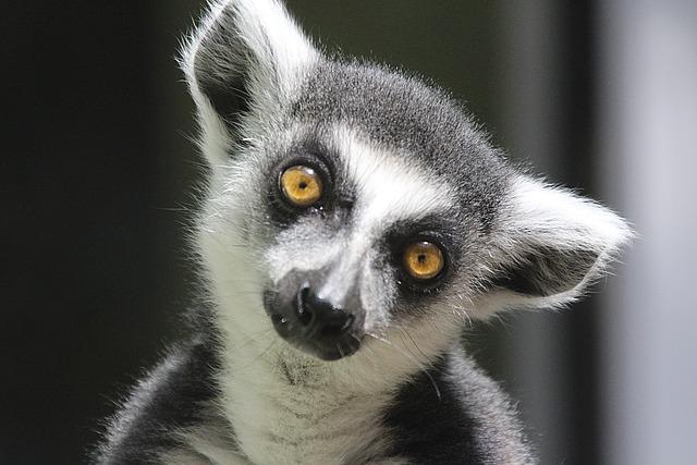 Scientist uses cutting-edge tech to protect Madagascar’s vulnerable forests – Africa Science News Service