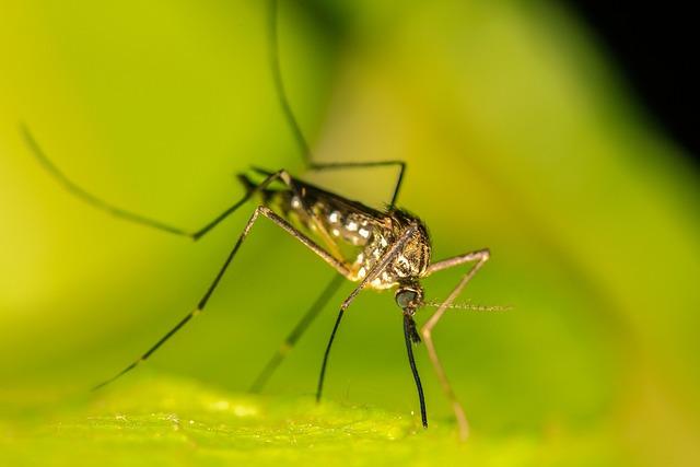 Mosquito Management Strategies in Djibouti: Challenges and Solutions