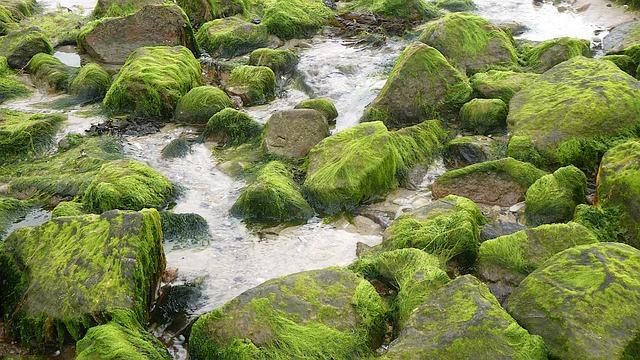 From Kenya to Madagascar, massive effort aims to put seagrasses on the map – Mongabay.com
