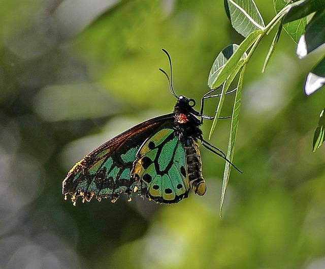Forest of rare trees in Zanzibar now earmarked for ‘eco-resort’ – Mongabay.com