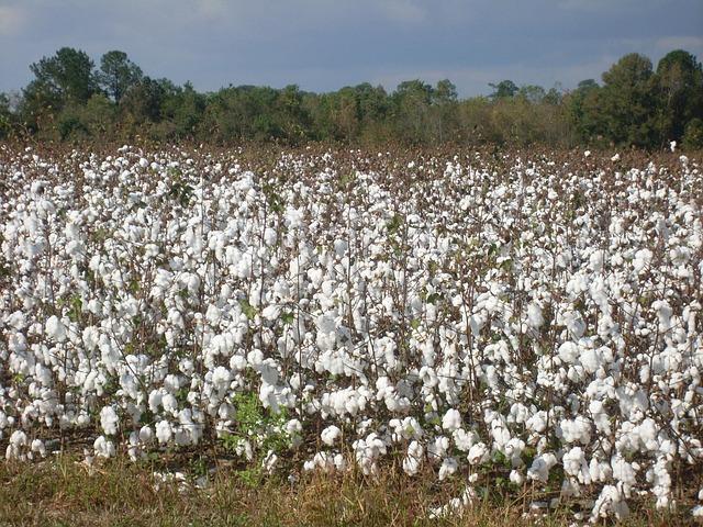 Sustainable Practices in Cotton Cultivation: A Path Forward for Mali