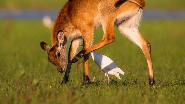 Uncovering the Rich Wildlife Diversity of⁣ the Okavango Delta