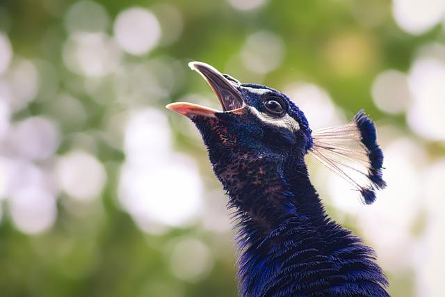 Significance of the Largest Wildlife Repatriation in Madagascar