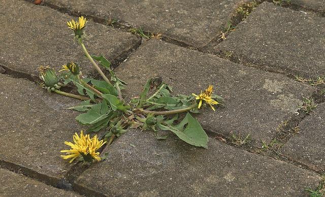 Voices from the Ground: Personal Stories of resilience and Loss