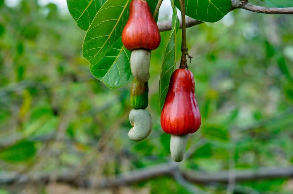 Economic Viability and Market Dynamics of Cashew in Guinea-Bissau