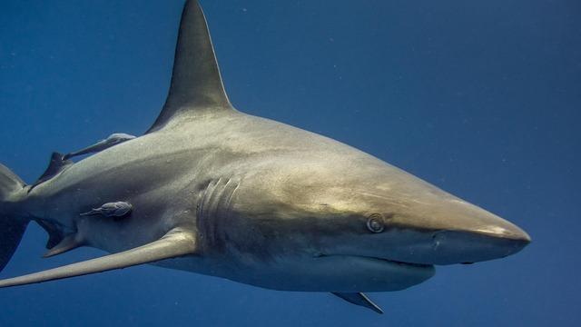 Expert Insights: What Causes Sharks to Bite Human Beings?