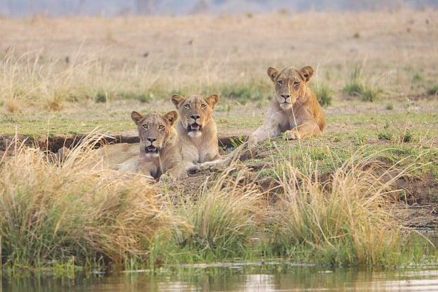 Exploring the Natural Wonders of Zambia's National parks