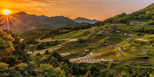 Addressing Challenges in the ‌Rice Value Chain for Sustainable Development