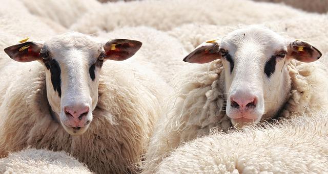 Health and Safety‍ Regulations Governing Sheep Exports