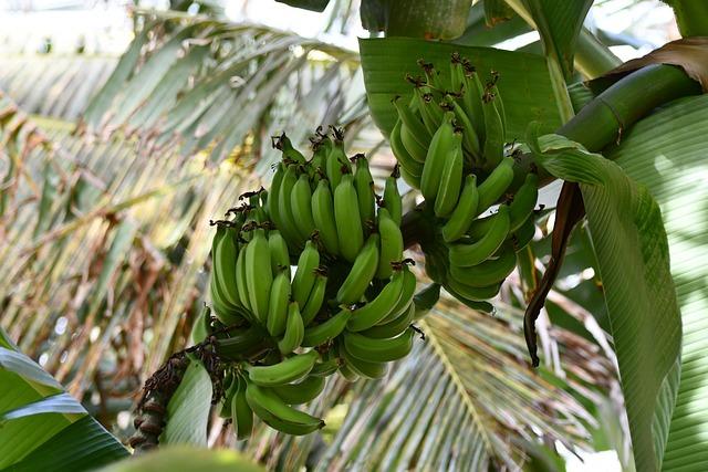 Cape Verde:‍ ecotourism project is helping to save endangered monkeys - Africanews English