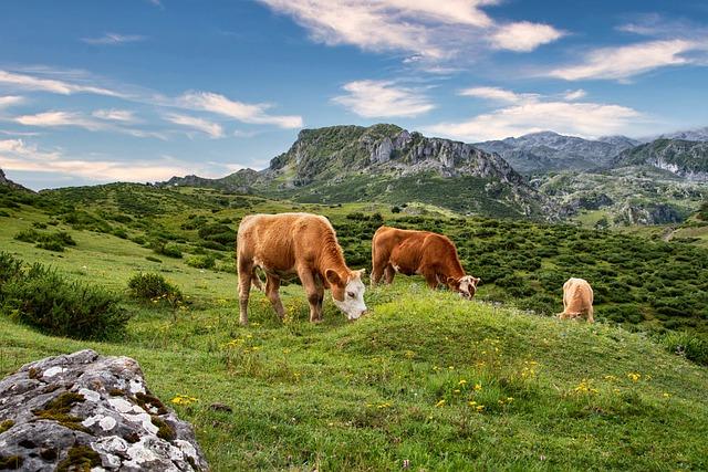 The role of Livestock in Maasai Society