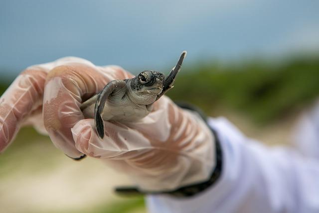 Saving turtles in Sao Tome and Principe - CNN International