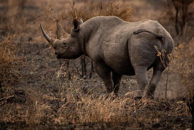 Efforts to Reintroduce White Rhinos in Tanzania's National Parks