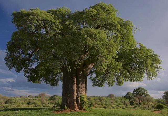 Baobab Trees: Icons of Madagascar and Their Importance in Ecotourism