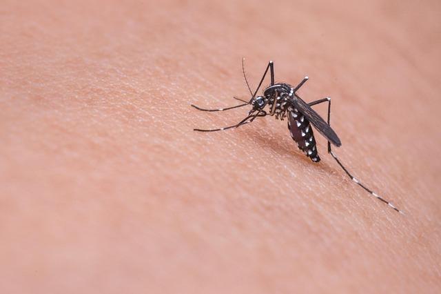 Collaboration and‌ Research Needs to Combat Malaria in⁣ Cabo Verde