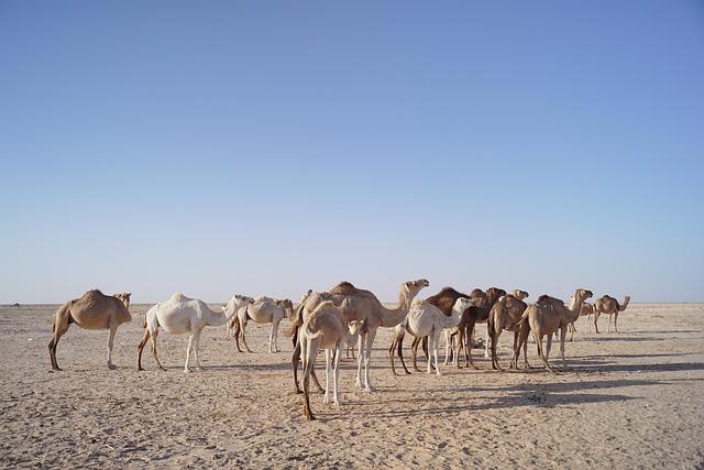 Exploring the Majestic Landscape of Mauritania's Iron Ore Train Route