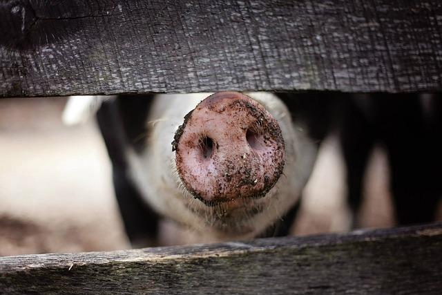 Analyzing the Economic Impact of Pig Farming in⁤ the Region