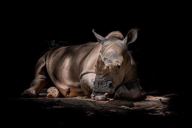 Understanding the Significance of the White Rhino Relocation