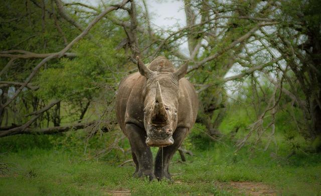 The Role of International Support‍ in ⁣Strengthening Anti-Poaching Initiatives