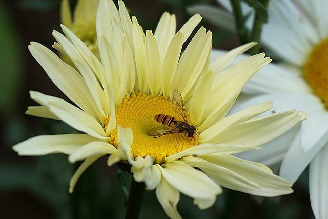 Revitalizing Kenya's Pyrethrum Sector: Strategies for recovery