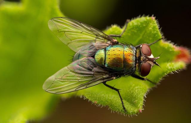 The Role of Tsetse Fly Habitats in Disease Transmission