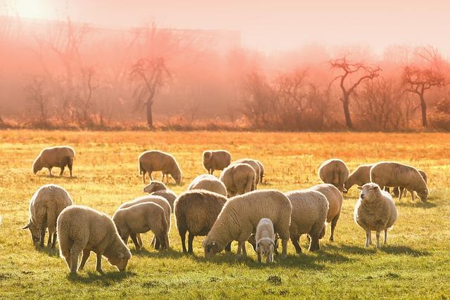 Fostering Policy Reforms to Support Innovative Livestock Farming Solutions