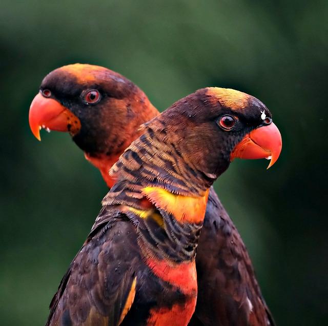 Elusive wildlife shows up for photographer’s camera traps in Congo - Mongabay.com