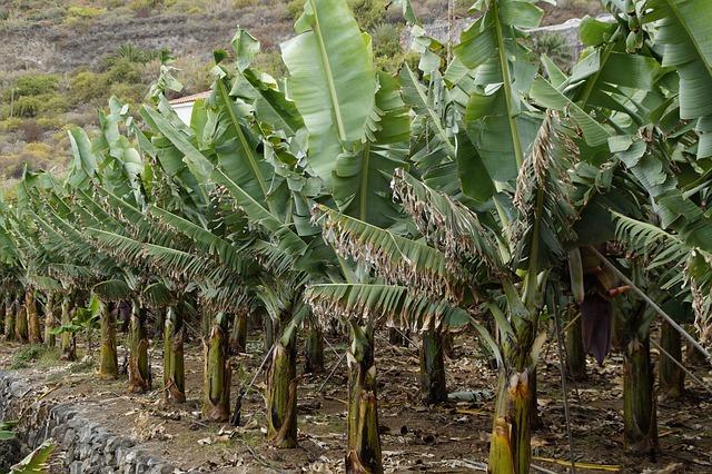 Adapting Agriculture: How banana Cultivation Supports Climate Resilience