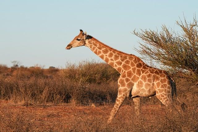 Tourism⁤ Reimagined: Exploring Africa's Natural ⁤Wonders‌ Through Photography