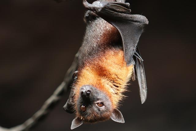 Link to Bats: Investigating the Role of ‌Wildlife in‌ Disease Transmission