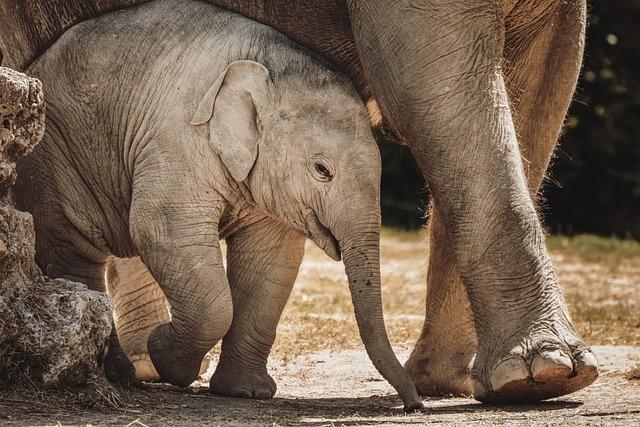 Impact on Ecosystems: The Critical Role of Elephants in Biodiversity