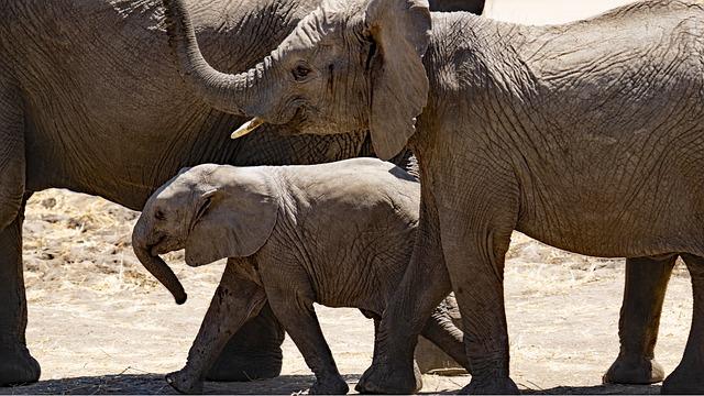 Tanzania Strengthens Conservation Efforts with Arrival of White Rhinos