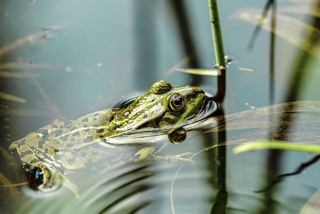 challenges Faced in Wetland Conservation Efforts