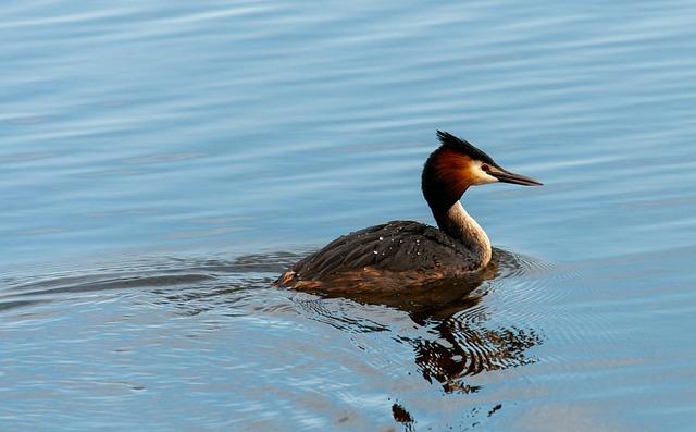 Understanding the Landscape of Bird Guiding in Uganda and South Africa