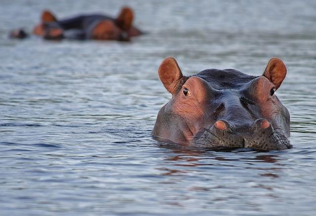 Man whose wife was killed in a hippo attack in Africa sues the US company that booked the trip - The Associated Press