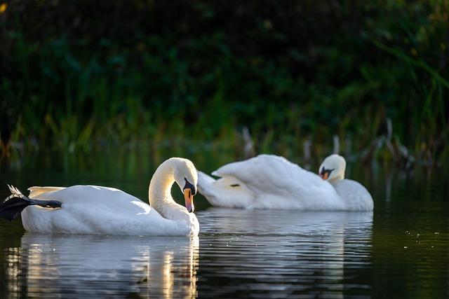 Wildlife ⁤Encounters: Nature at Your Doorstep