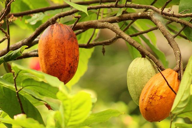 Economic Implications for Africa's Major Cocoa Exporting Nations