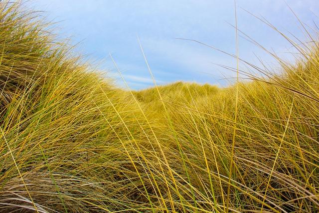 Recommendations for Policy Makers: Strengthening Seagrass Protection Measures