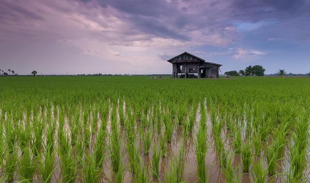 Impact of Rice Shipment on Comoros Food Security