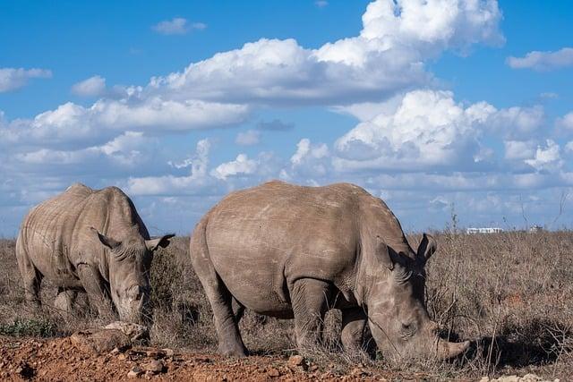 Are irradiated rhinos the solution to stop poaching? - CNN international