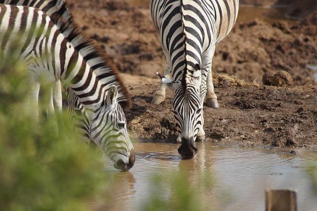 Best Times to Visit for an Unforgettable Safari