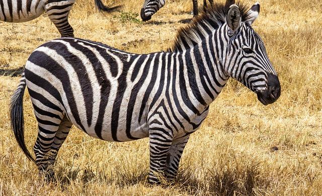 The Breathtaking Beauty of Lake Ngorongoro's Crater